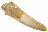 Fossil Spinosaurus Tooth - Real Dinosaur Tooth #268391-1